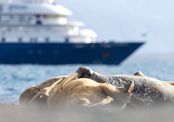 Ein Walrosskolonie auf Spitzbergen. Im Hintergrund das kleine Expeditions-Kreuzfahrtschiff